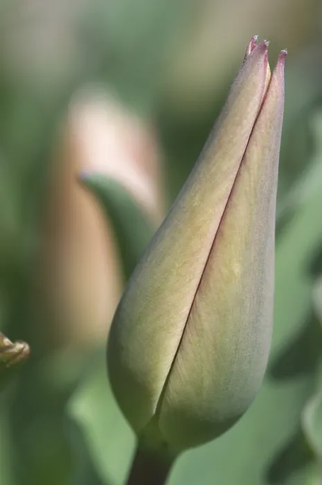 Gerahmter Druck : Tulpe Tulipa Gerahmter Druck : Tulpe Tulipa