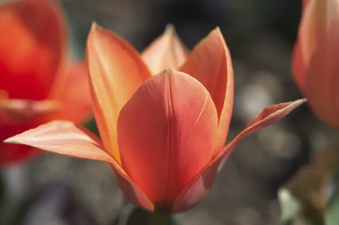 Gerahmter Druck : Tulpen Tulipa Gerahmter Druck : Tulpen Tulipa