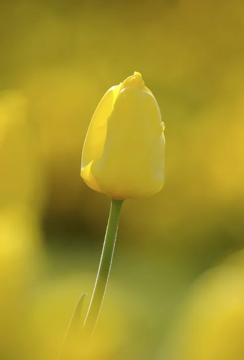 Gerahmter Druck : Tulpe (Tulipa) Gerahmter Druck : Tulpe (Tulipa)