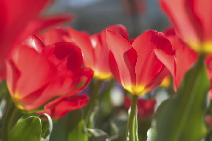 Gerahmter Druck : Tulpen Tulipa Gerahmter Druck : Tulpen Tulipa