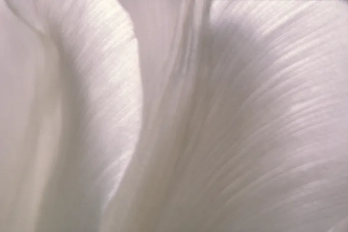 Gerahmter Druck : Tulpe Tulipa Gerahmter Druck : Tulpe Tulipa