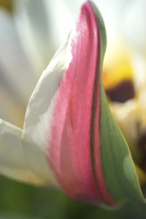 Gerahmter Druck : Tulipa gesneriana Gerahmter Druck : Tulipa gesneriana