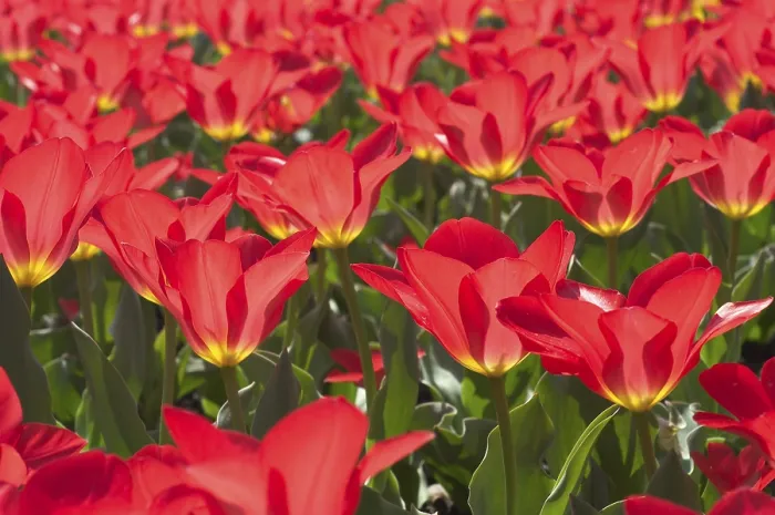 Gerahmter Druck : Tulpen Tulipa Gerahmter Druck : Tulpen Tulipa