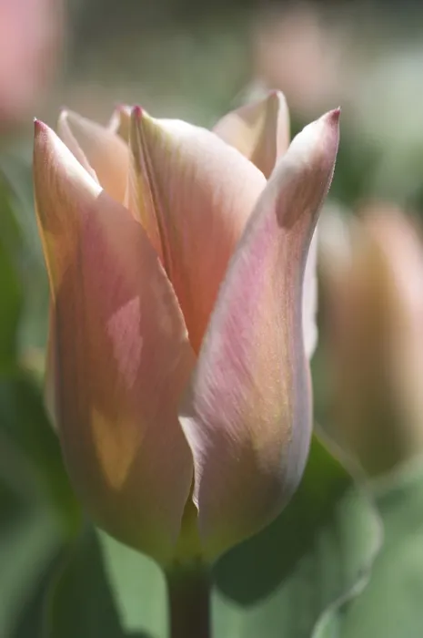 Gerahmter Druck : Tulipa gesneriana Gerahmter Druck : Tulipa gesneriana
