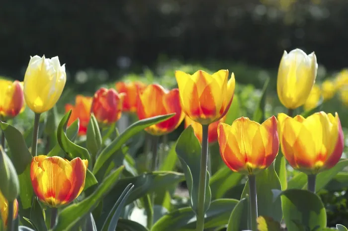 Gerahmter Druck : Tulipa gesneriana Gerahmter Druck : Tulipa gesneriana