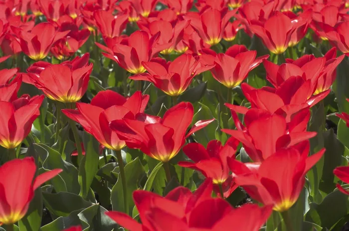 Gerahmter Druck : Tulpen Tulipa Gerahmter Druck : Tulpen Tulipa