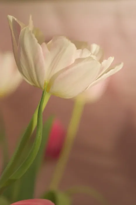 Gerahmter Druck : Tulpe Tulipa Gerahmter Druck : Tulpe Tulipa