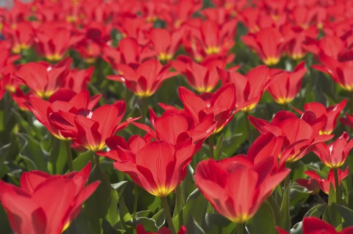 Gerahmter Druck : Tulpe Tulipa Gerahmter Druck : Tulpe Tulipa