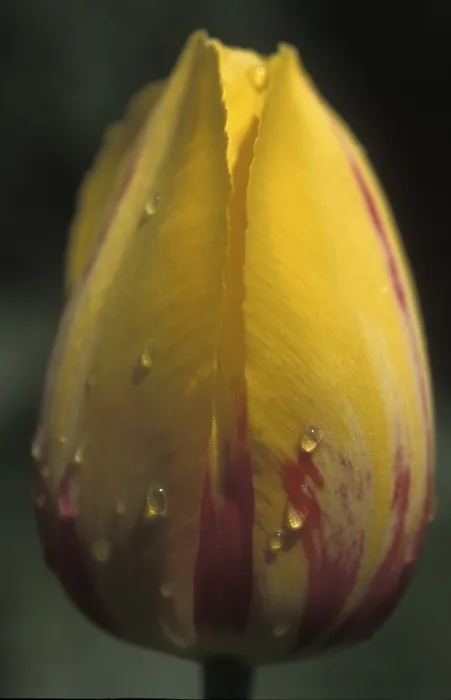 Gerahmter Druck : Tulpe Tulipa Gerahmter Druck : Tulpe Tulipa