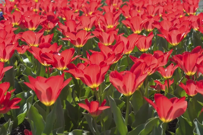 Gerahmter Druck : Tulipa gesneriana Gerahmter Druck : Tulipa gesneriana