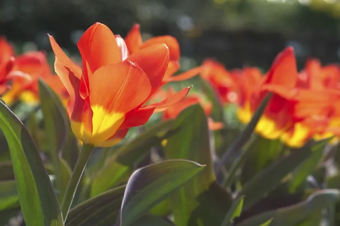 Gerahmter Druck : Tulipa gesneriana Gerahmter Druck : Tulipa gesneriana