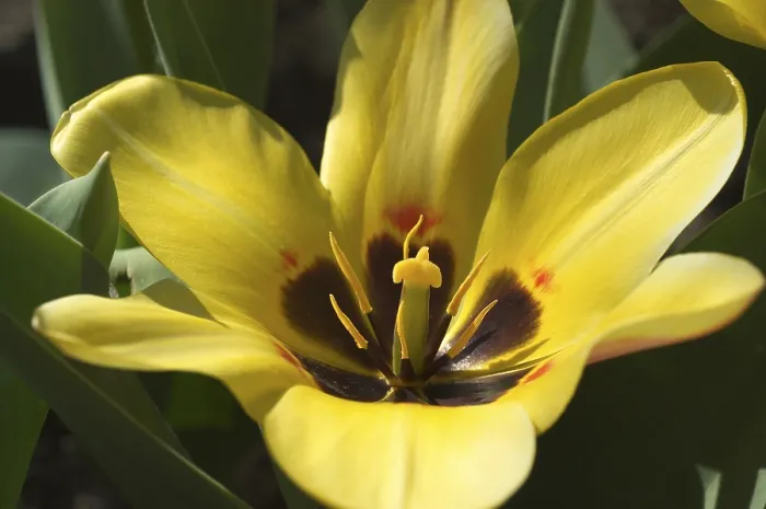 Gerahmter Druck : Tulpe Tulipa Gerahmter Druck : Tulpe Tulipa