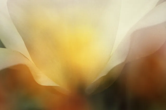 Gerahmter Druck : Tulpe Tulipa Gerahmter Druck : Tulpe Tulipa