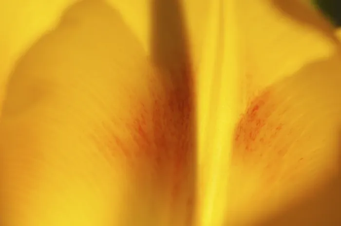 Gerahmter Druck : Tulpen Tulipa Gerahmter Druck : Tulpen Tulipa