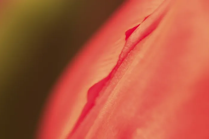 Gerahmter Druck : Tulpen Tulipa Gerahmter Druck : Tulpen Tulipa