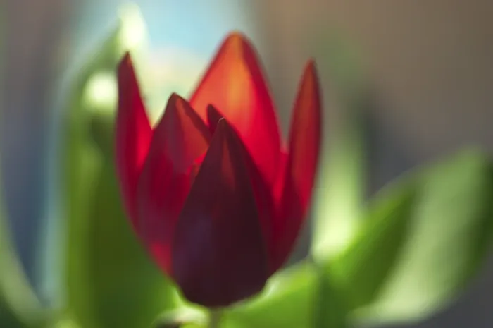 Gerahmter Druck : Tulpe Tulipa Gerahmter Druck : Tulpe Tulipa