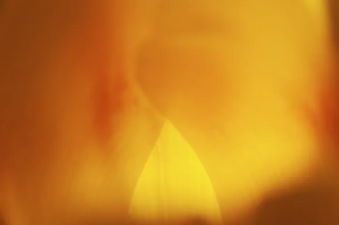 Gerahmter Druck : Tulpen Tulipa Gerahmter Druck : Tulpen Tulipa