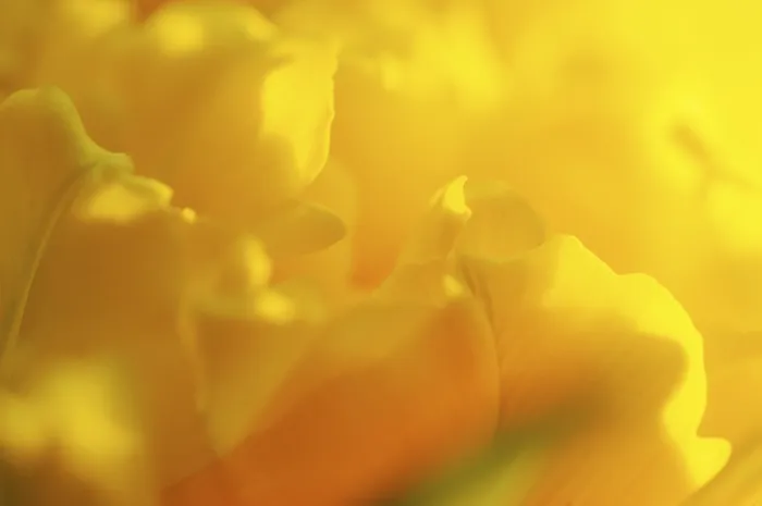Gerahmter Druck : Tulpe Tulipa Gerahmter Druck : Tulpe Tulipa