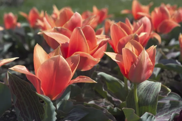 Gerahmter Druck : Tulpen Tulipa Gerahmter Druck : Tulpen Tulipa