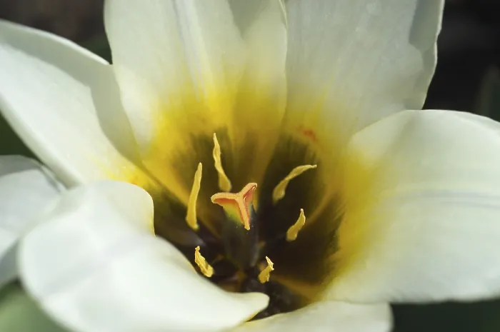 Gerahmter Druck : Tulpen Tulipa