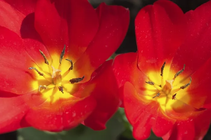 Gerahmter Druck : Tulpe Tulipa Gerahmter Druck : Tulpe Tulipa