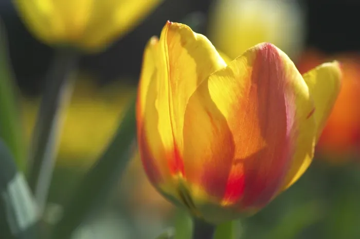 Gerahmter Druck : Tulpen Tulipa Gerahmter Druck : Tulpen Tulipa
