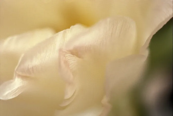 Gerahmter Druck : Tulpe Tulipa Gerahmter Druck : Tulpe Tulipa