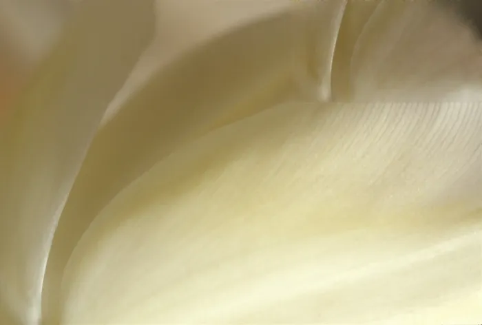 Gerahmter Druck : Tulpe Tulipa Gerahmter Druck : Tulpe Tulipa
