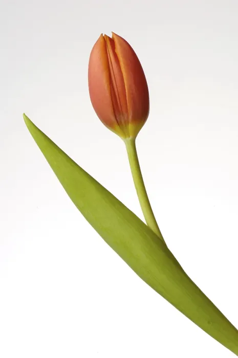 Gerahmter Druck : Tulpe (Tulipa) Gerahmter Druck : Tulpe (Tulipa)