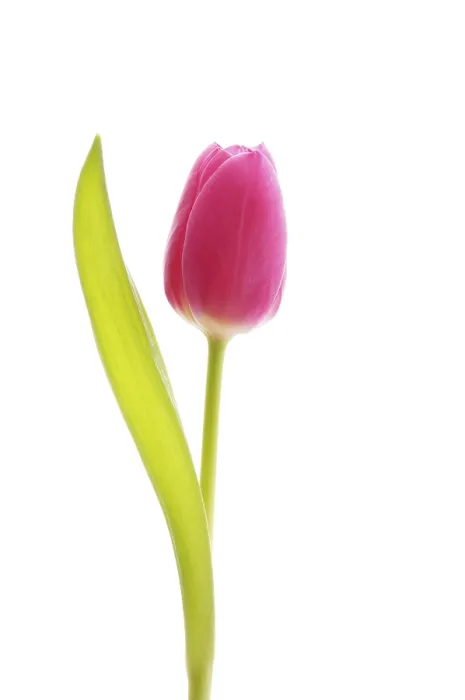 Gerahmter Druck : Tulpe (Tulipa) Gerahmter Druck : Tulpe (Tulipa)