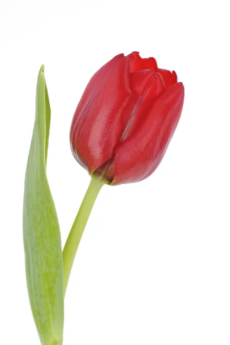 Gerahmter Druck : Tulpe (Tulipa) Gerahmter Druck : Tulpe (Tulipa)