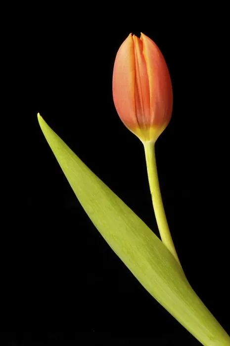 Gerahmter Druck : Tulpe (Tulipa) Gerahmter Druck : Tulpe (Tulipa)