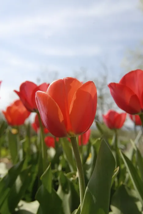 Gerahmter Druck : Tulpe (Tulipa) Gerahmter Druck : Tulpe (Tulipa)