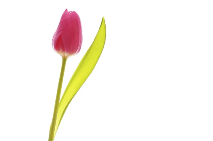 Gerahmter Druck : Tulpe (Tulipa) Gerahmter Druck : Tulpe (Tulipa)