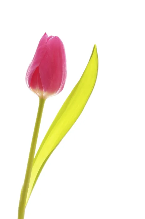 Gerahmter Druck : Tulpe (Tulipa) Gerahmter Druck : Tulpe (Tulipa)