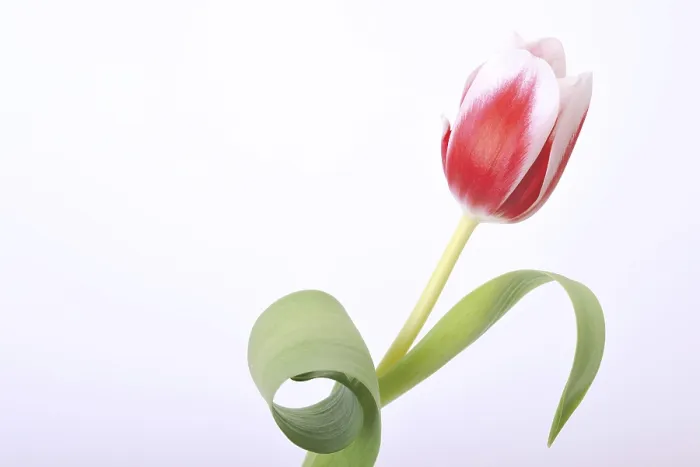 Gerahmter Druck : Tulpe (Tulipa) Gerahmter Druck : Tulpe (Tulipa)