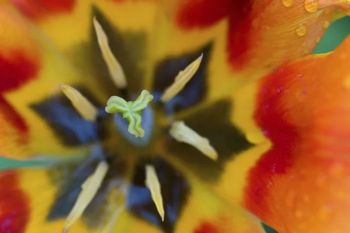 Gerahmter Druck : Tulpe (tulipa) von oben. Gerahmter Druck : Tulpe (tulipa) von oben.