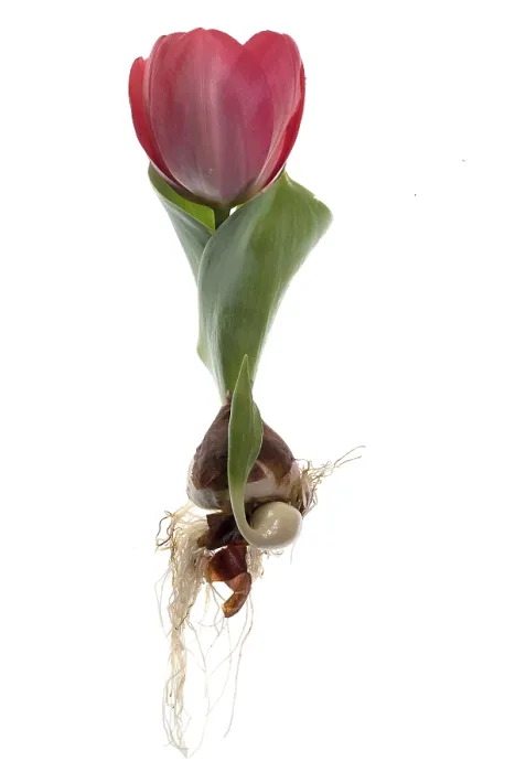 Gerahmter Druck : Tulpe (Tulipa van Eijk) auf weißem Hintergrund. Gerahmter Druck : Tulpe (Tulipa van Eijk) auf weißem Hintergrund.