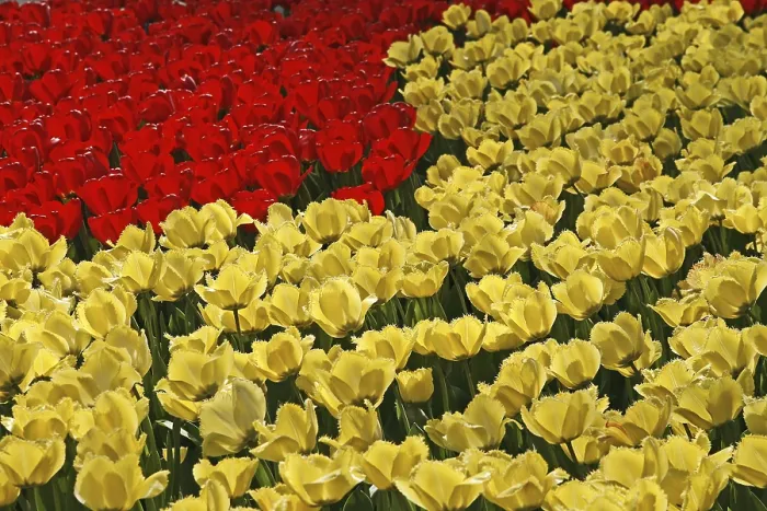 Gerahmter Druck : Tulipa Fringed Elegance Gerahmter Druck : Tulipa Fringed Elegance