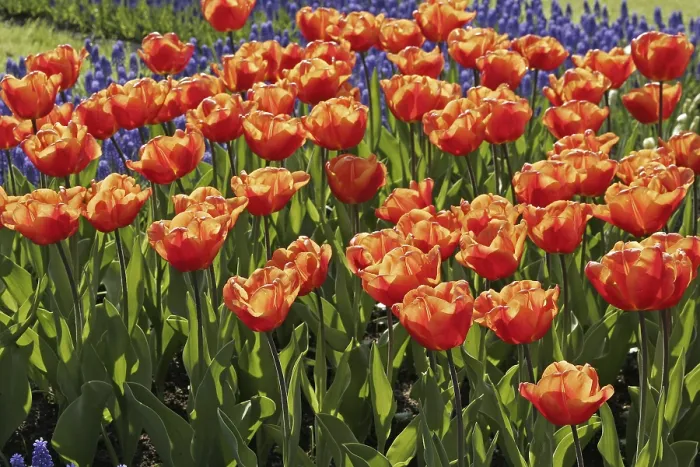 Gerahmter Druck : Tulipa Orange Monarch Gerahmter Druck : Tulipa Orange Monarch