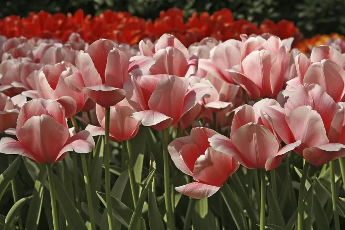 Gerahmter Druck : Tulipa Salmon Impression Gerahmter Druck : Tulipa Salmon Impression