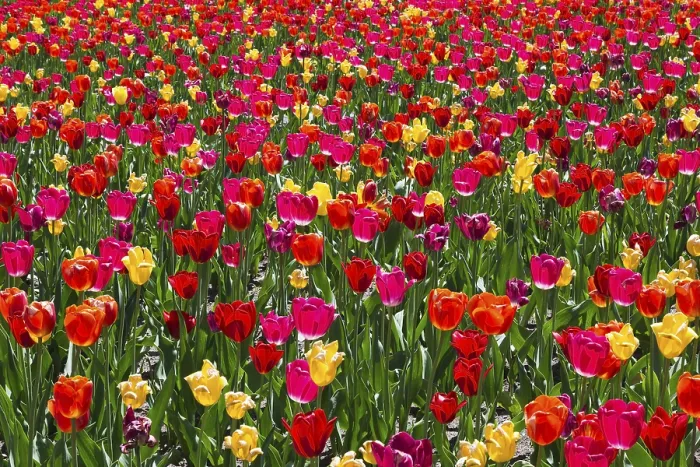 Gerahmter Druck : Tulipa Sunshine Mischung Gerahmter Druck : Tulipa Sunshine Mischung
