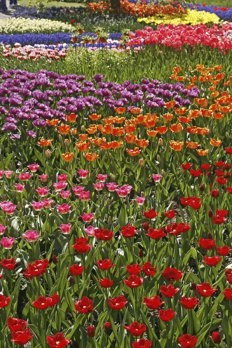 Gerahmter Druck : Tulipa, Tulpenbeet.