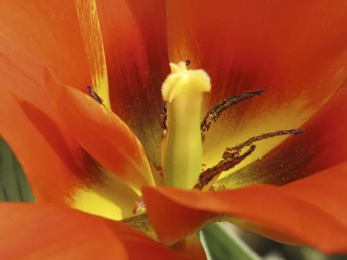 Gerahmter Druck : Tulipa Van Eijk' Tulipa Van Eijk Gerahmter Druck : Tulipa Van Eijk' Tulipa Van Eijk