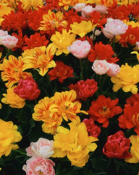 Gerahmter Druck : Tulips Gerahmter Druck : Tulips