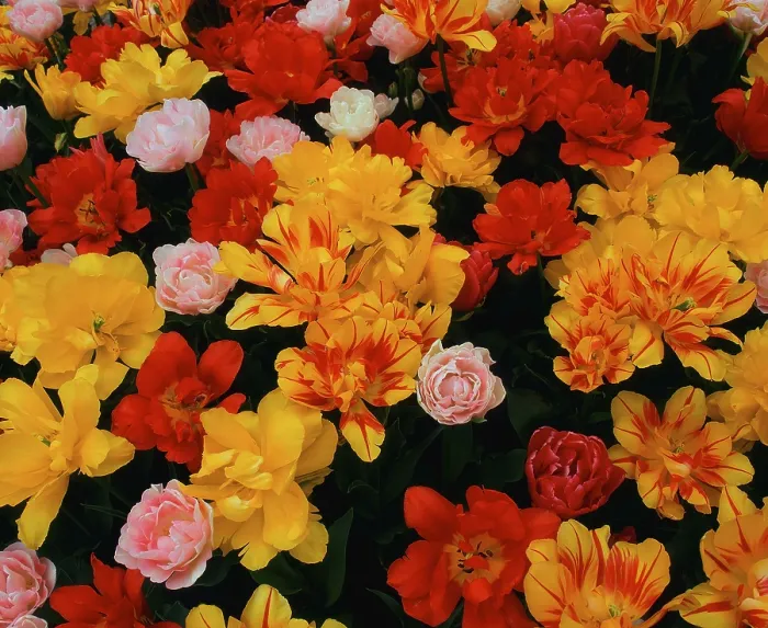Gerahmter Druck : Tulips Gerahmter Druck : Tulips
