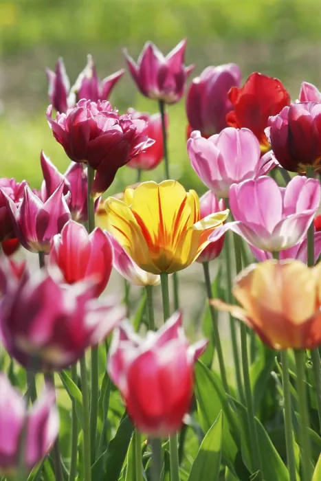 Gerahmter Druck : Tulips Gerahmter Druck : Tulips
