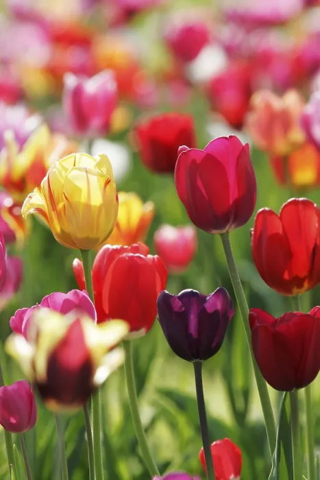 Gerahmter Druck : Tulips Gerahmter Druck : Tulips