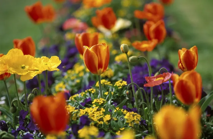 Gerahmter Druck : Tulips Gerahmter Druck : Tulips