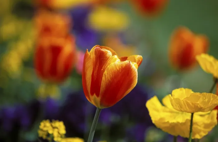 Gerahmter Druck : Tulips Gerahmter Druck : Tulips